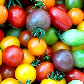 brunnings tomato and vegetable growing mix review