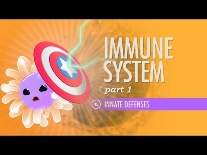 the immune system recovery plan review